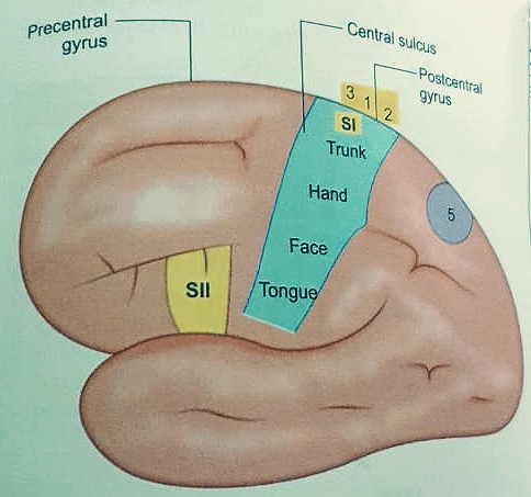 Anatomy and Physiology homework question answer, step 1, image 1